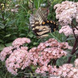 Location: North Carolina (Triad), US
Date: 2013-08-28
Butterfly is an eastern tiger swallowtail