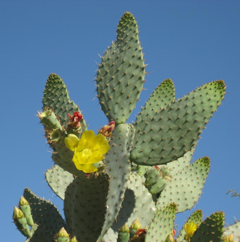 Photo of Prickly Pears (Opuntia) uploaded by plantmanager