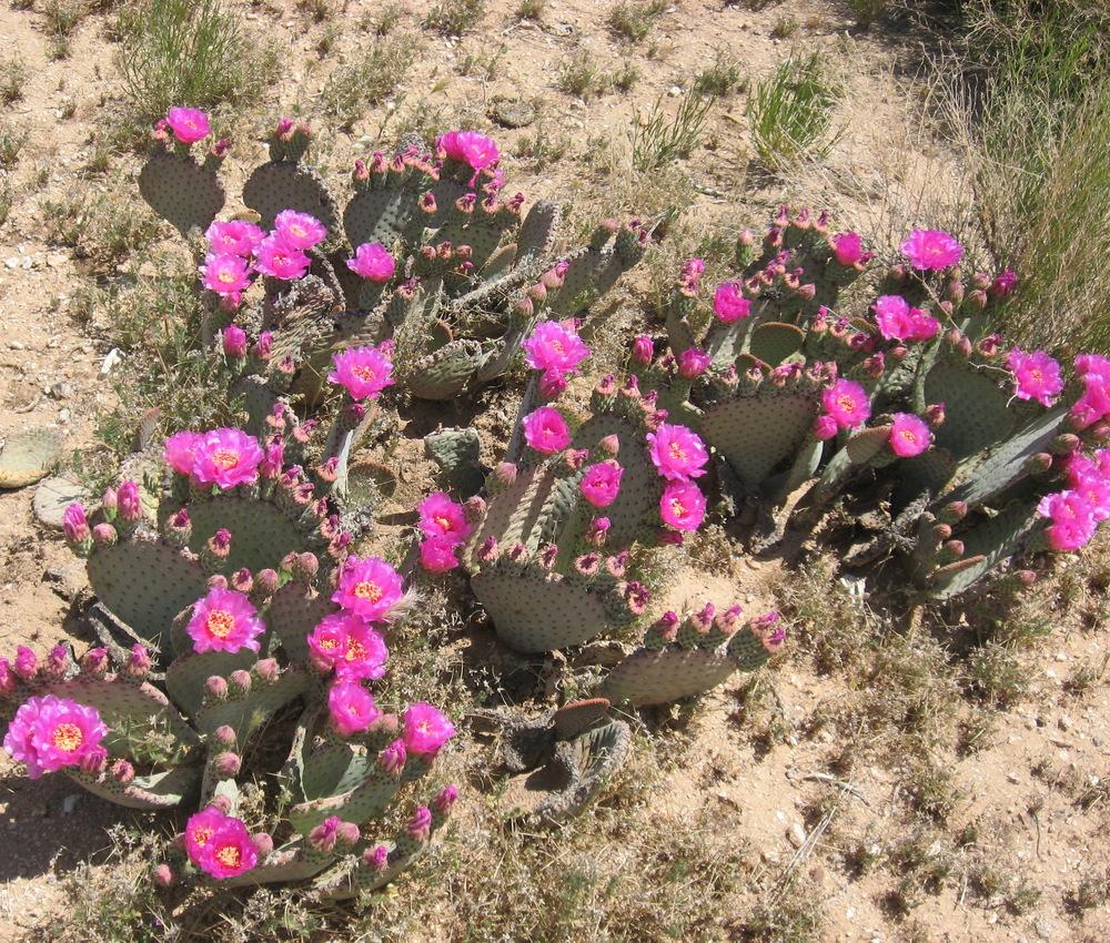 Photo of Prickly Pears (Opuntia) uploaded by plantmanager