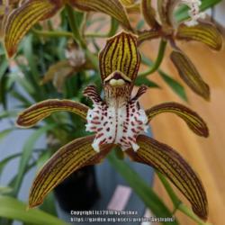 Location: Cymbidium Orchid Society of Victoria Meeting, Victoria, Australia
Date: 2018-06-12