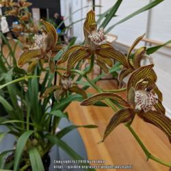 Location: Cymbidium Orchid Society of Victoria Meeting, Victoria, Australia
Date: 2018-06-12