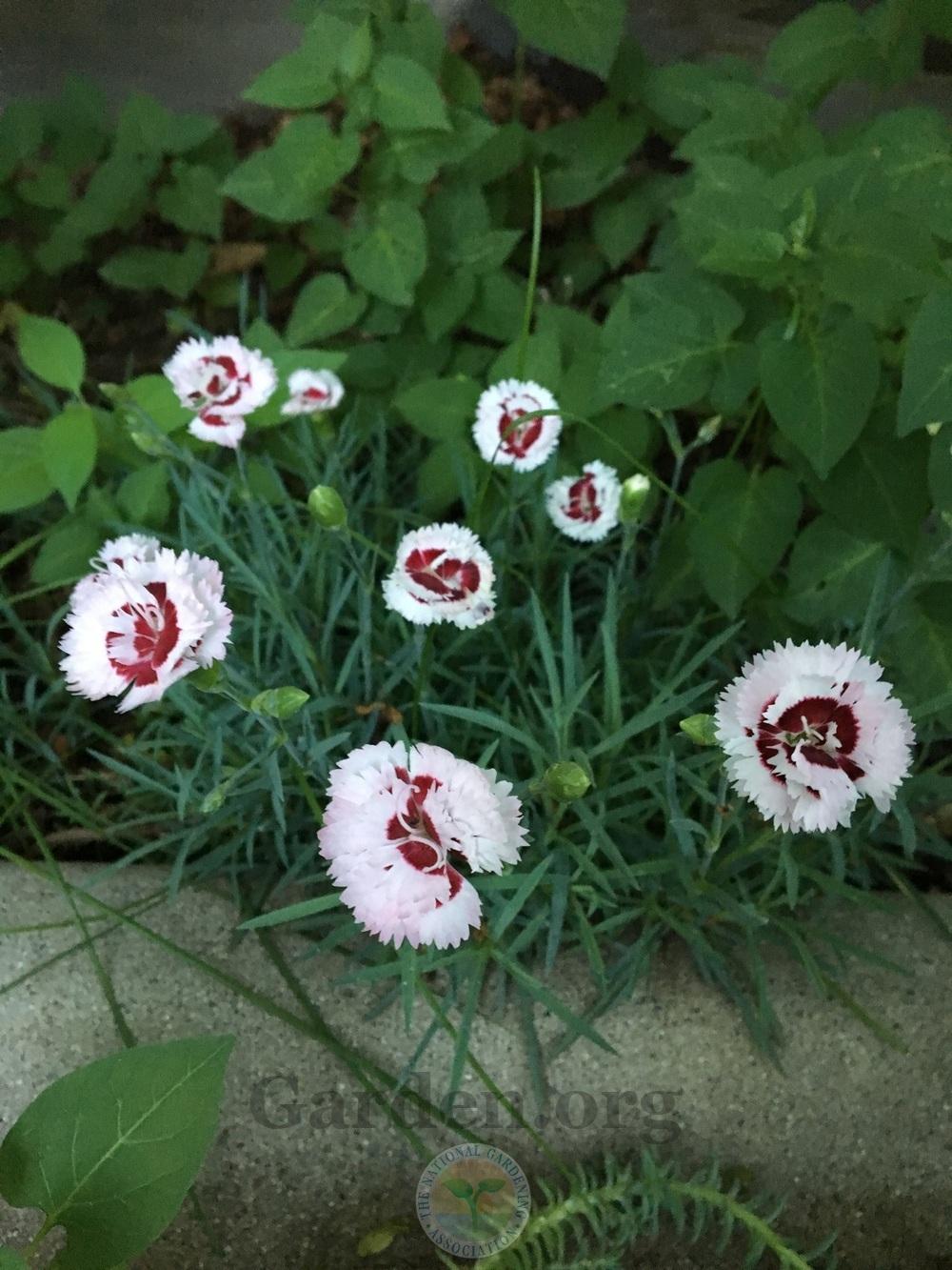 Photo of Pinks (Dianthus Scent First® Raspberry Surprise) uploaded by BlueOddish