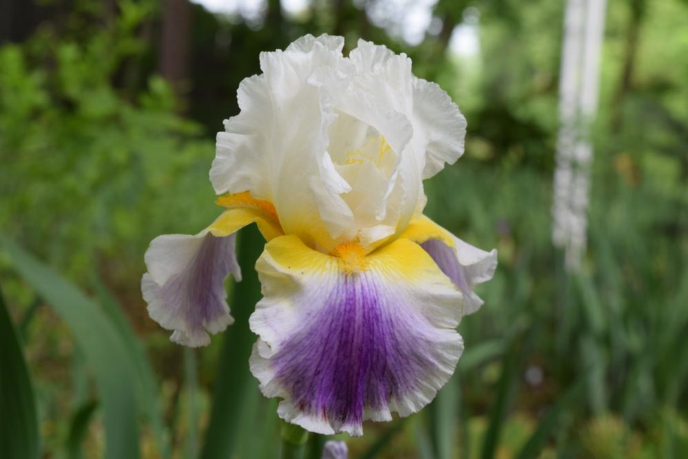 Photo of Tall Bearded Iris (Iris 'Beacon of Light') uploaded by Dachsylady86