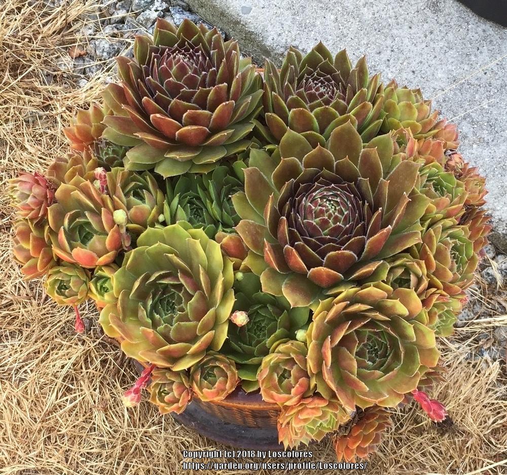 Photo of Hen and Chicks (Sempervivum 'Larissa') uploaded by Loscolores