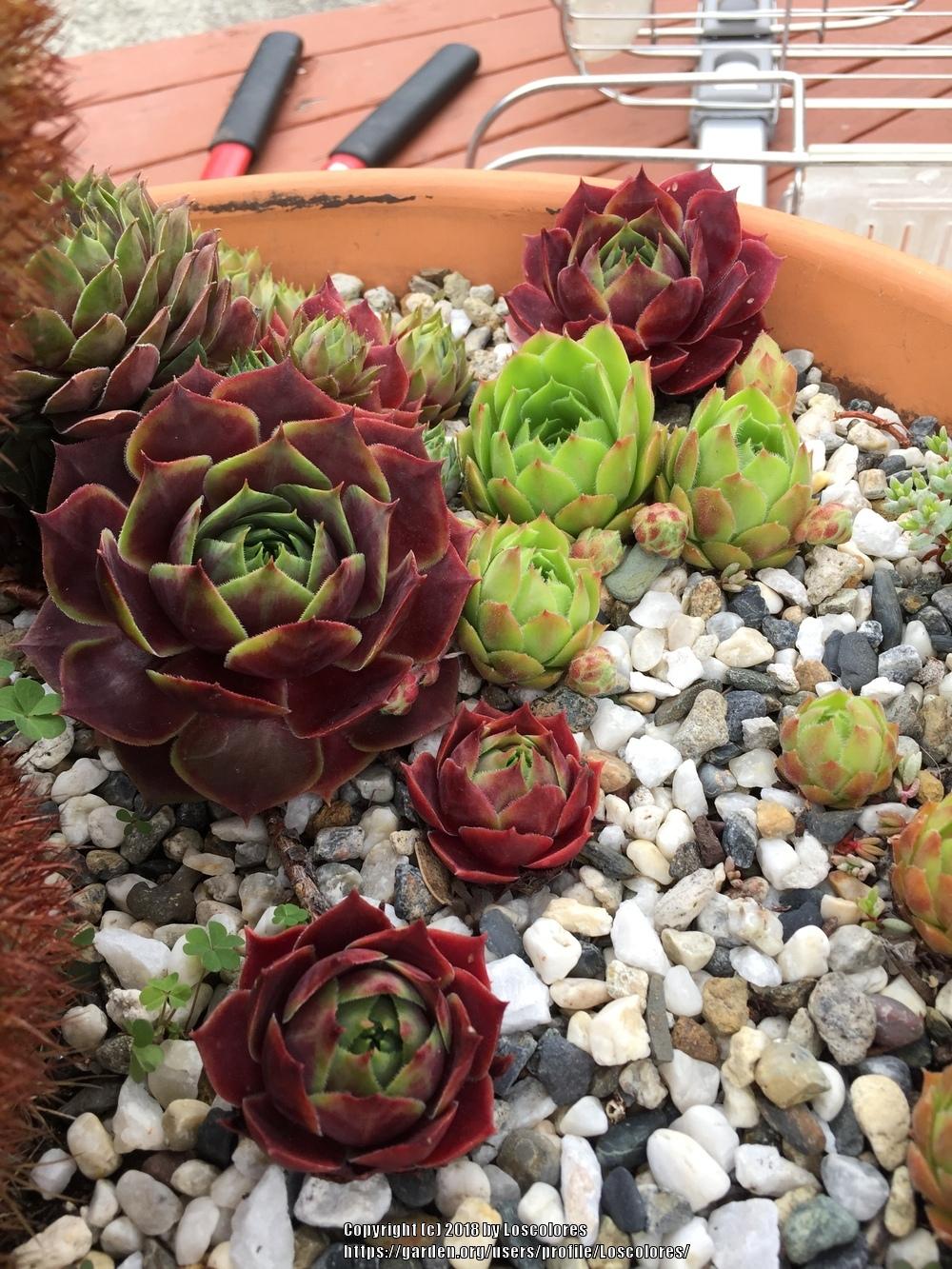 Photo of Hen and Chicks (Sempervivum 'Grunrand') uploaded by Loscolores