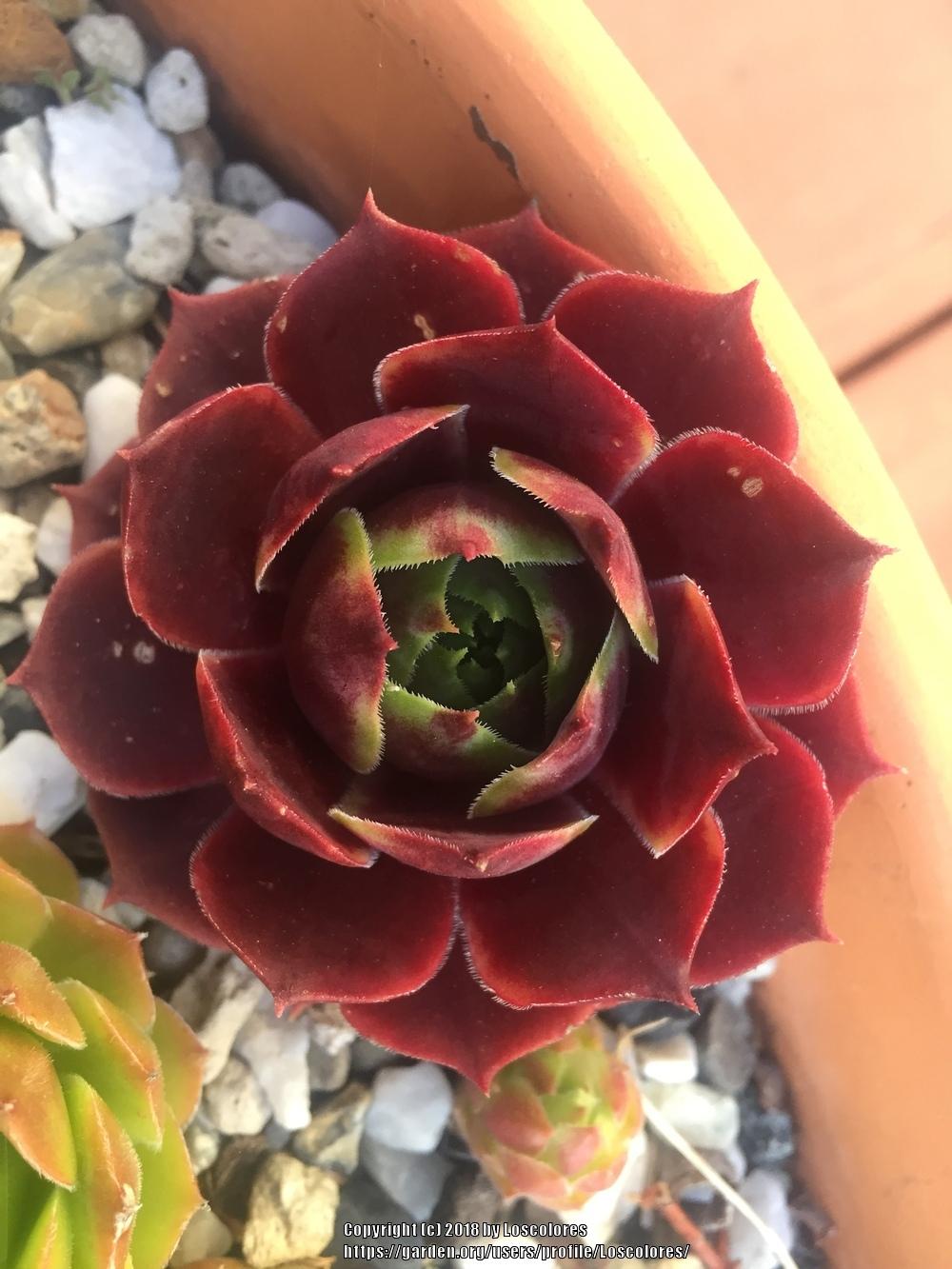 Photo of Hen and Chicks (Sempervivum 'Grunrand') uploaded by Loscolores