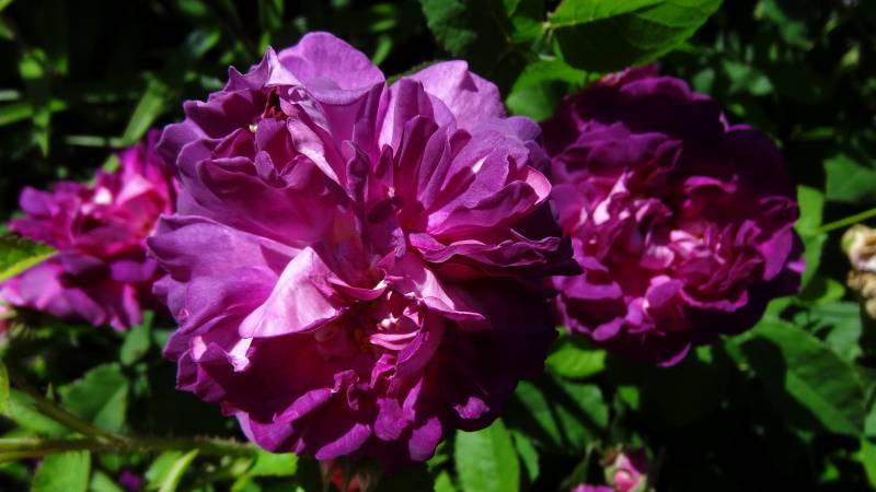 Photo of Rose (Rosa 'Belle de Crecy') uploaded by Orsola