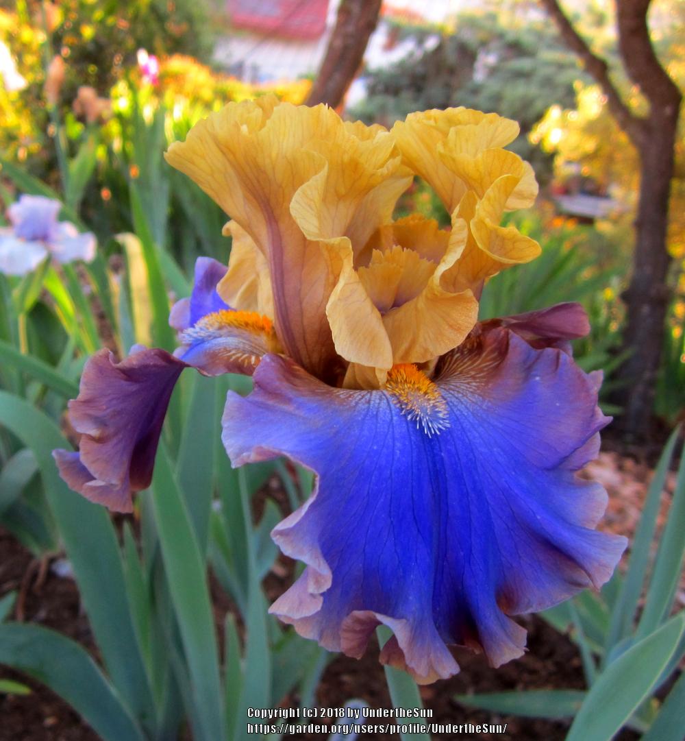 Photo of Tall Bearded Iris (Iris 'First Avenue') uploaded by UndertheSun