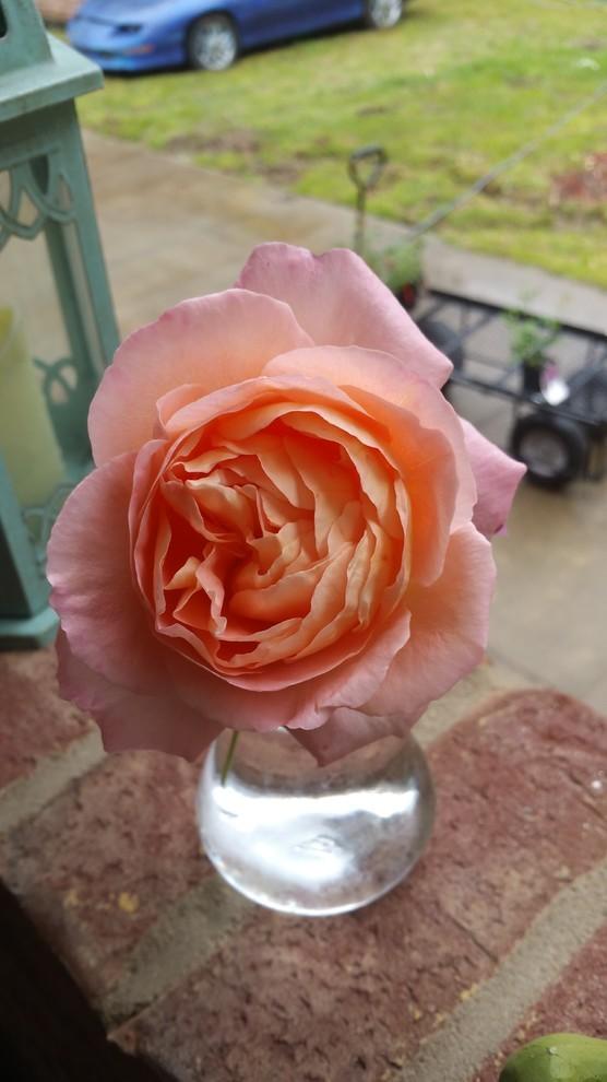 Photo of Rose (Rosa 'Lady Emma Hamilton') uploaded by WitchyWV
