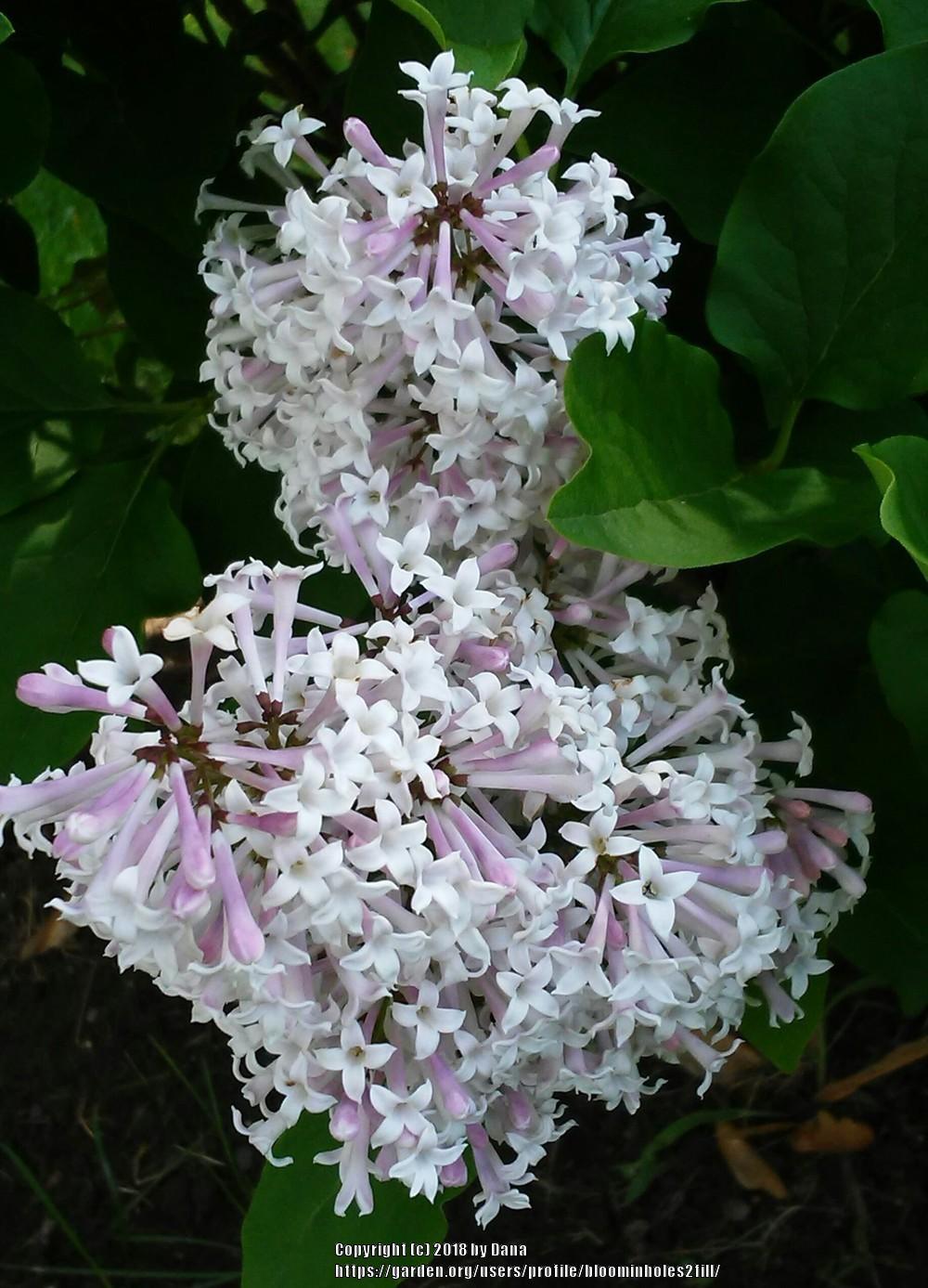 Photo of Dwarf Lilac (Syringa Josee™) uploaded by bloominholes2fill