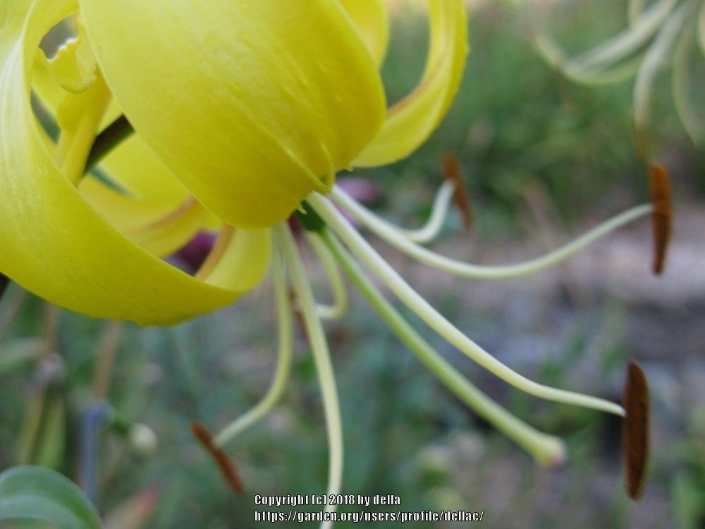 Photo of Tiger Lily (Lilium lancifolium) uploaded by dellac