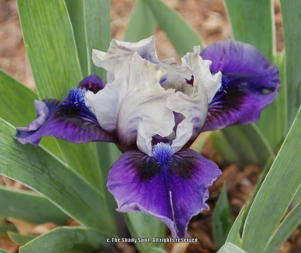 Photo of Standard Dwarf Bearded Iris (Iris 'Abuzz with Charm') uploaded by lovemyhouse