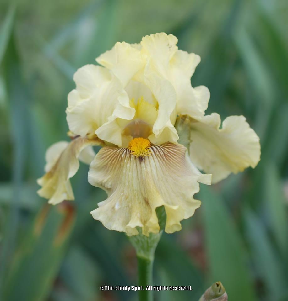 Photo of Tall Bearded Iris (Iris 'Return to Bayberry') uploaded by lovemyhouse