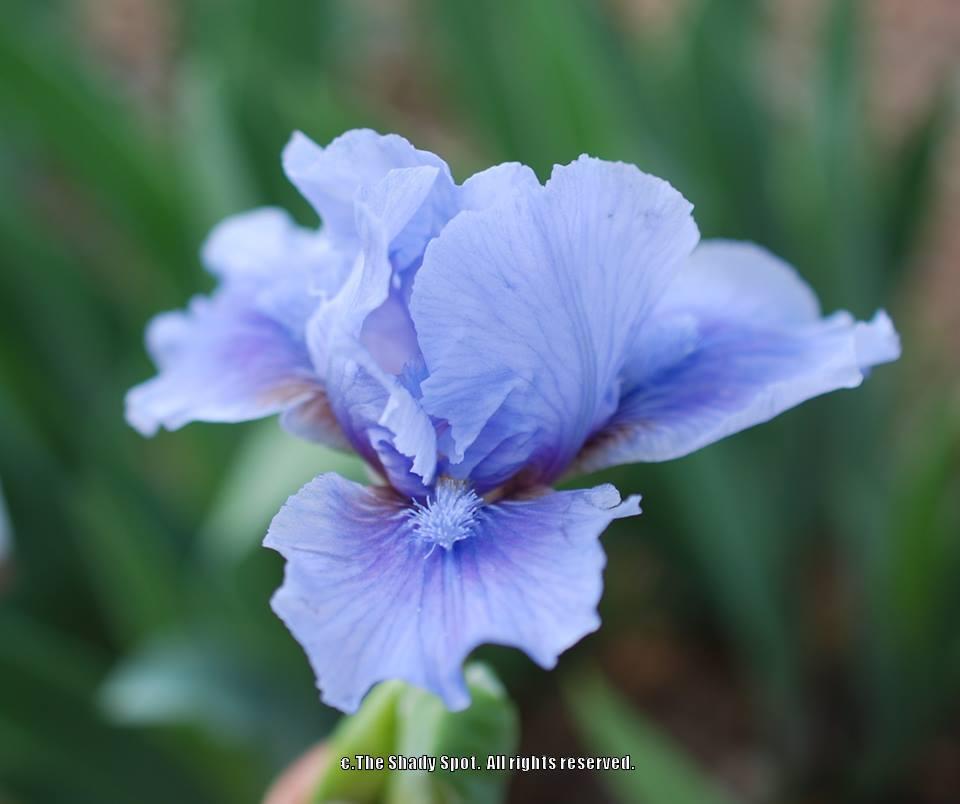 Photo of Standard Dwarf Bearded Iris (Iris 'Nassau Blue') uploaded by lovemyhouse