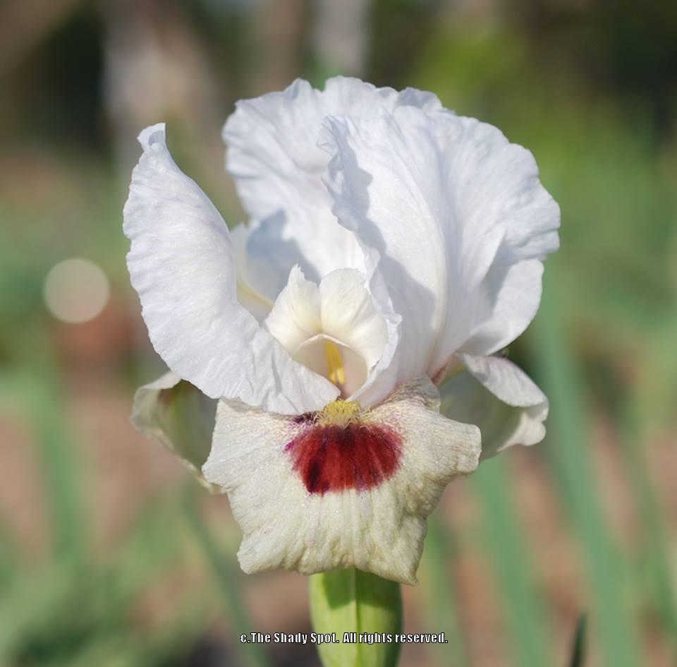 Photo of Arilbred Iris (Iris 'Masada's Glory') uploaded by lovemyhouse
