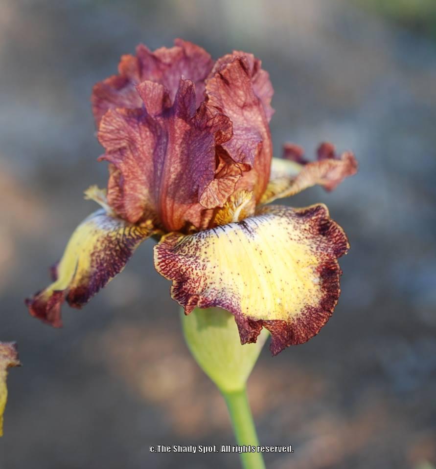 Photo of Tall Bearded Iris (Iris 'Clown Around') uploaded by lovemyhouse