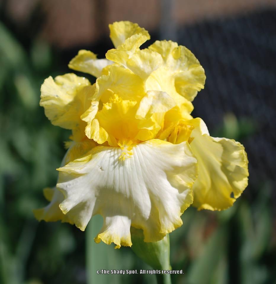 Photo of Tall Bearded Iris (Iris 'Highlighter') uploaded by lovemyhouse