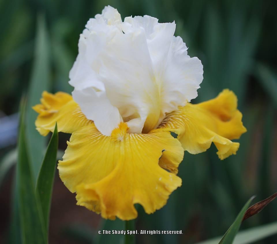Photo of Tall Bearded Iris (Iris 'Aura Light') uploaded by lovemyhouse