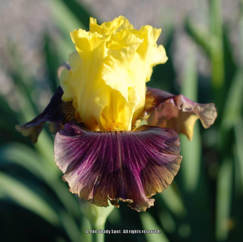 Photo of Tall Bearded Iris (Iris 'Treasure Trader') uploaded by lovemyhouse