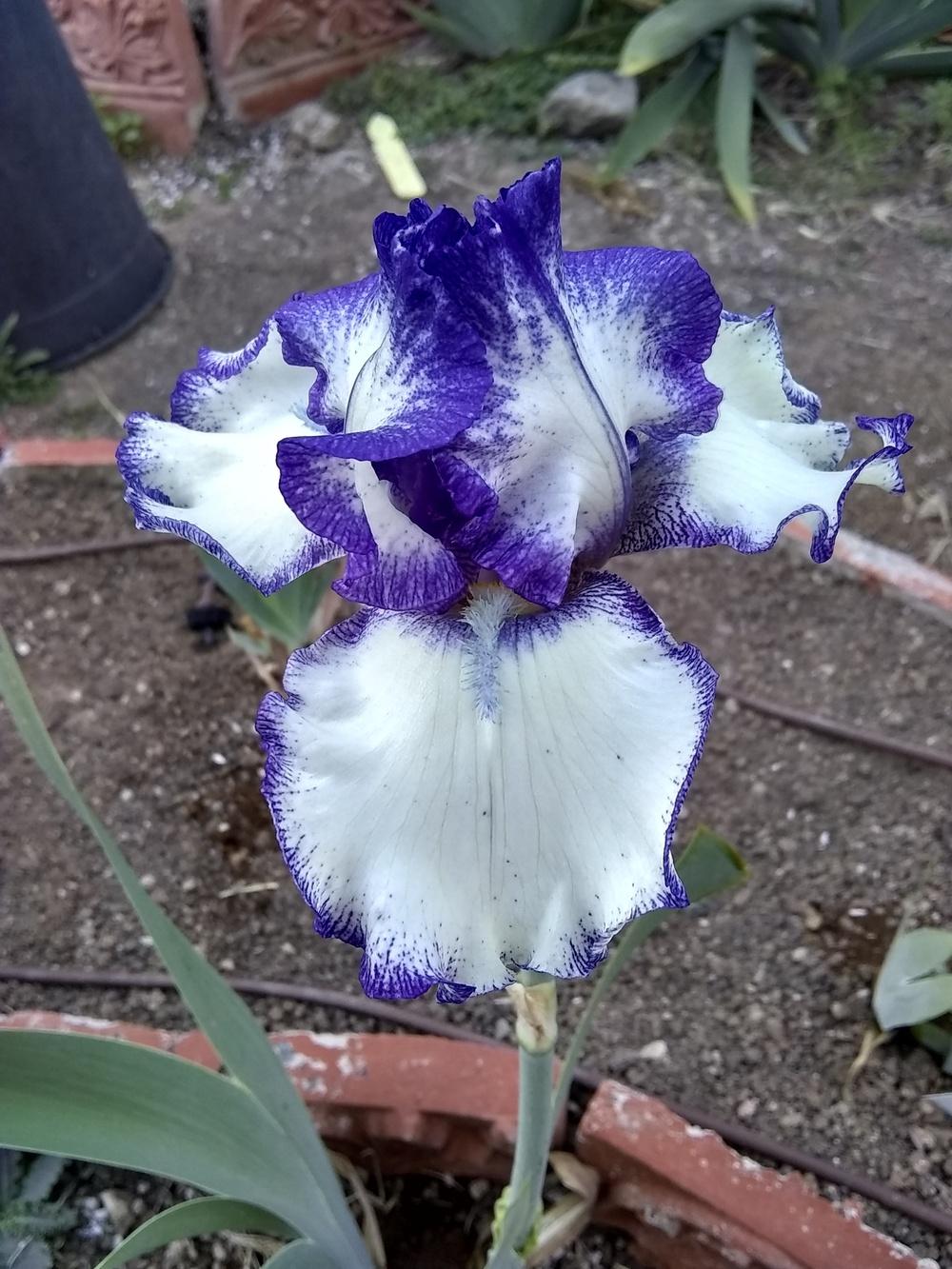 Photo of Tall Bearded Iris (Iris 'Take Five') uploaded by olga_batalov