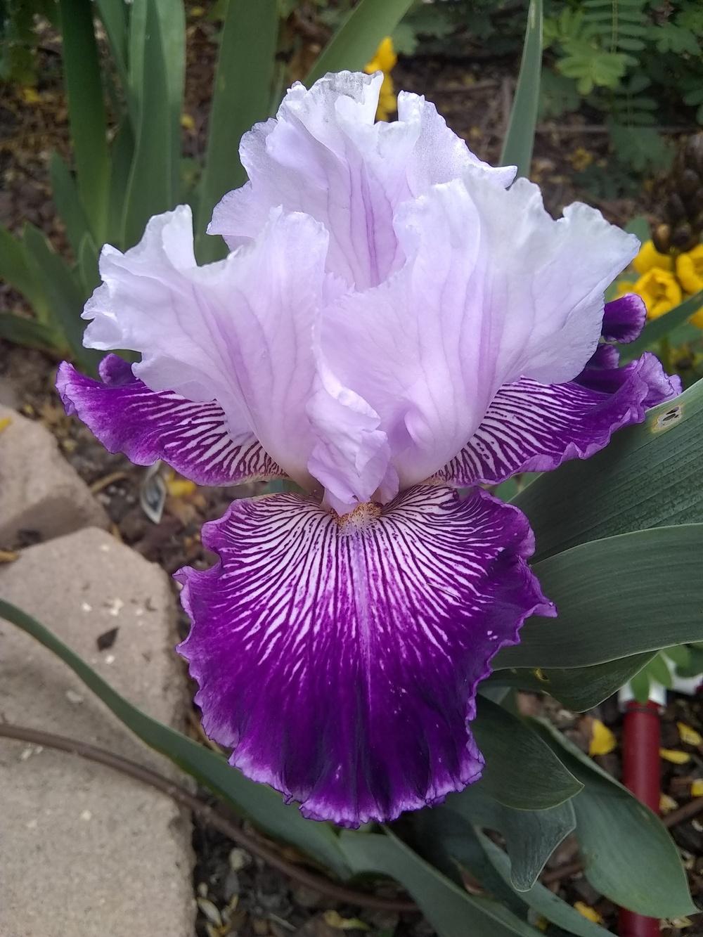 Photo of Tall Bearded Iris (Iris 'Gypsy Geena') uploaded by olga_batalov