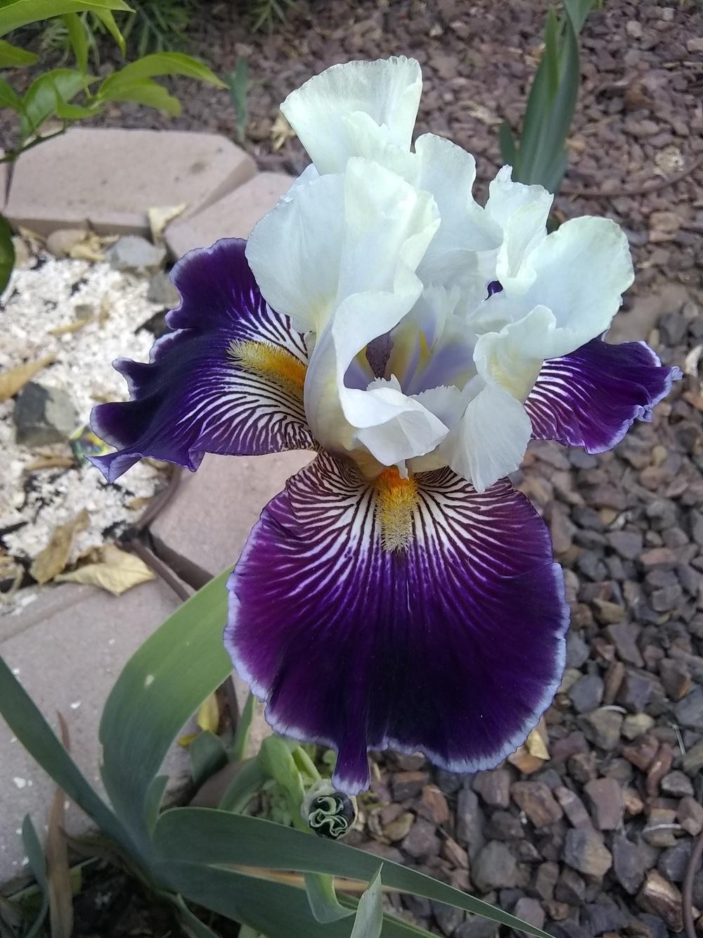 Photo of Tall Bearded Iris (Iris 'Wild Vision') uploaded by olga_batalov