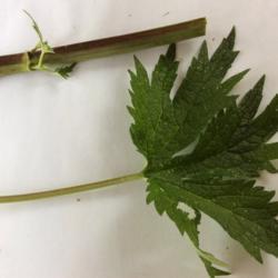 
Date: 2018-06-13
Square stem with leaf