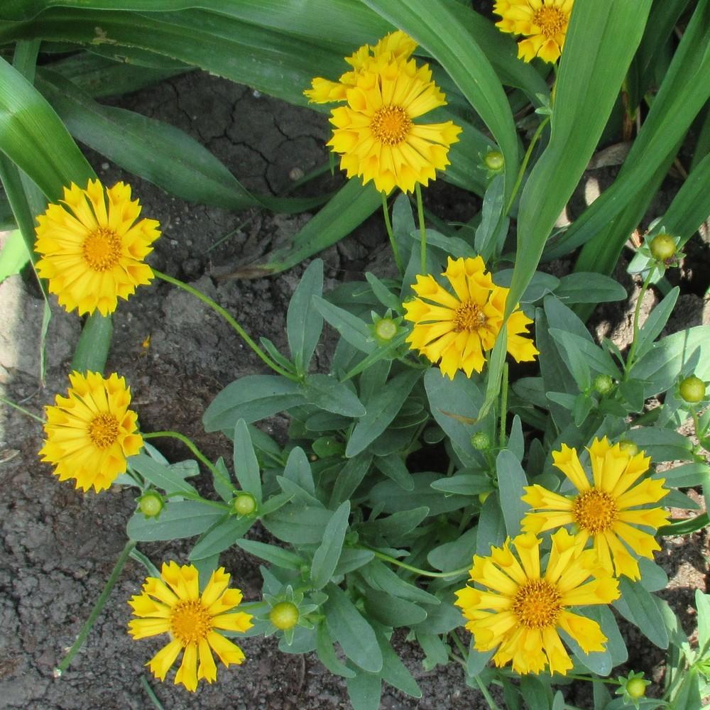 Photo of Tickseed (Coreopsis 'Jethro Tull') uploaded by stilldew