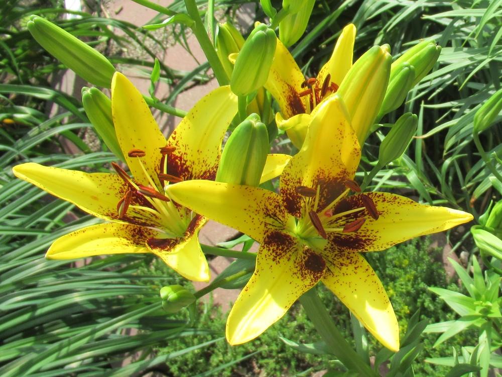 Photo of Lily (Lilium 'Tigerplay') uploaded by stilldew