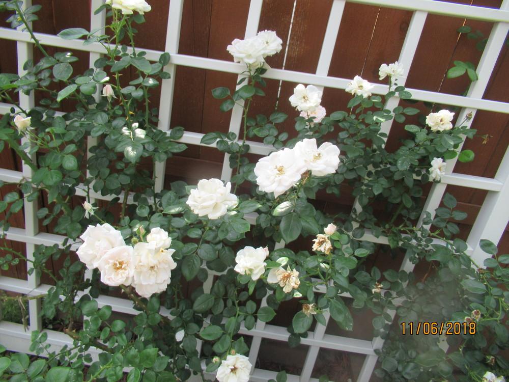 Photo of Rose (Rosa 'New Dawn') uploaded by stilldew