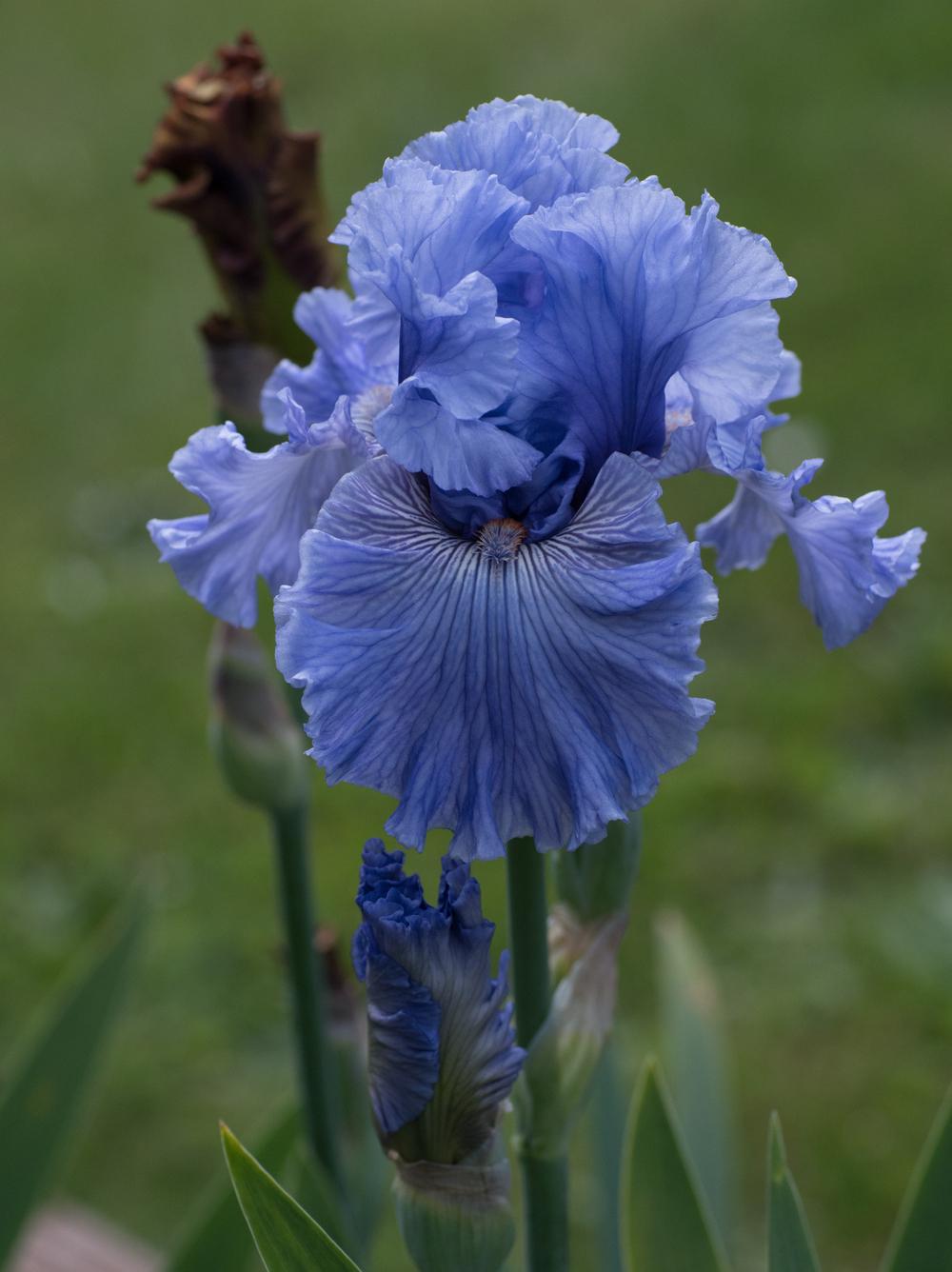 Photo of Tall Bearded Iris (Iris 'Ocean Liner') uploaded by Islandview