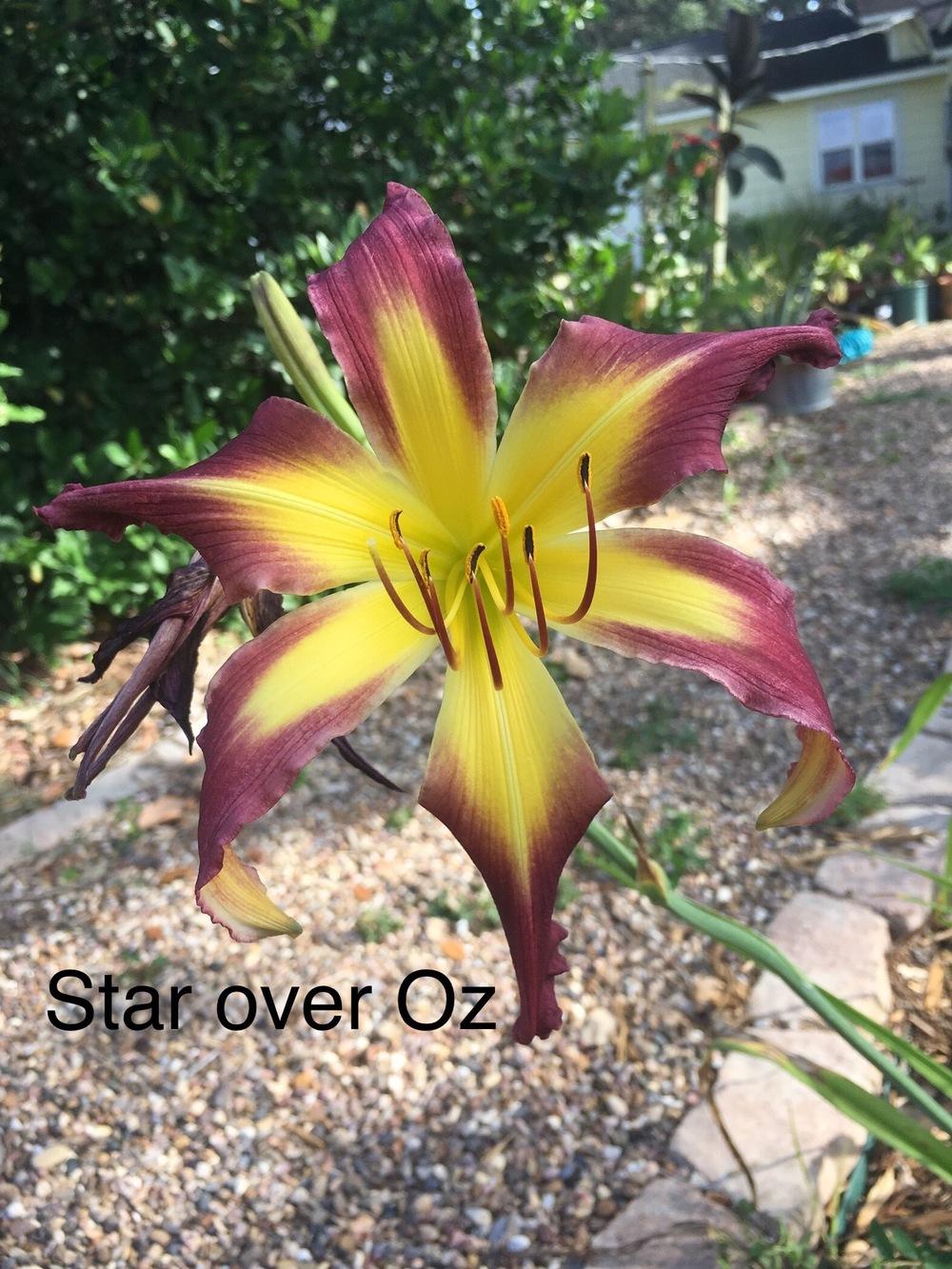 Photo of Daylily (Hemerocallis 'Star Over Oz') uploaded by SouthTexasGardener