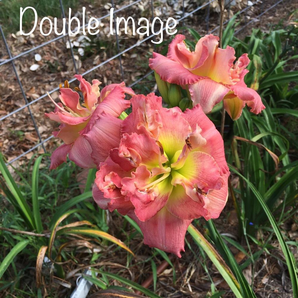 Photo of Daylily (Hemerocallis 'Double Image') uploaded by SouthTexasGardener