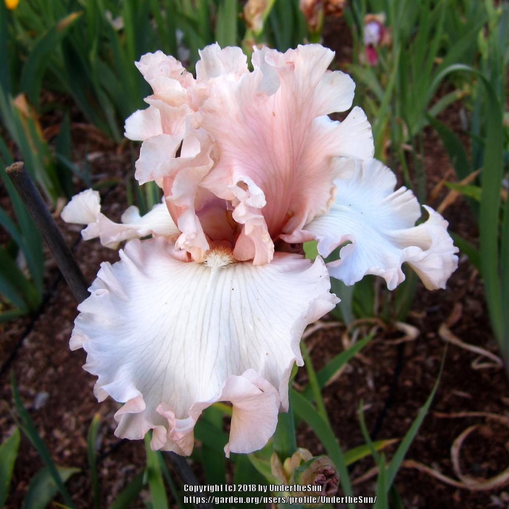 Photo of Tall Bearded Iris (Iris 'Eleganza') uploaded by UndertheSun