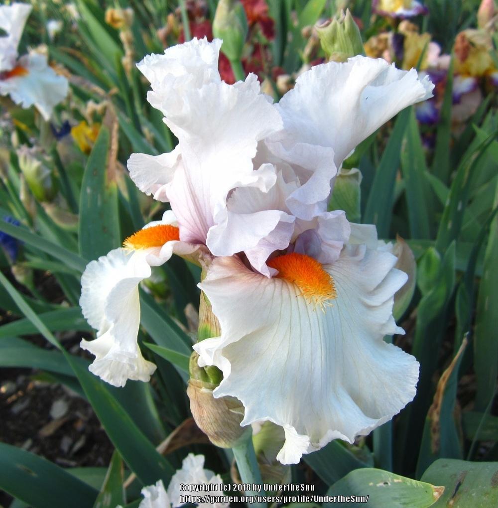 Photo of Tall Bearded Iris (Iris 'Chenille') uploaded by UndertheSun
