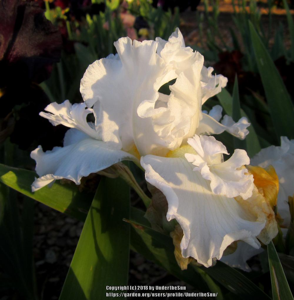 Photo of Tall Bearded Iris (Iris 'Mesmerizer') uploaded by UndertheSun