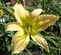 Thumb of 2018-06-14/daylilly99/1140d5