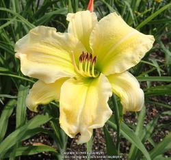 Thumb of 2018-06-14/daylilly99/c89633