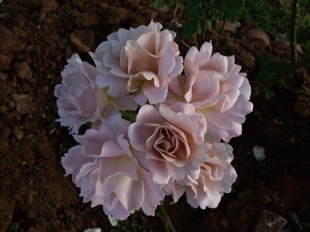 Photo of Rose (Rosa 'Silver Cloud') uploaded by lisa100467