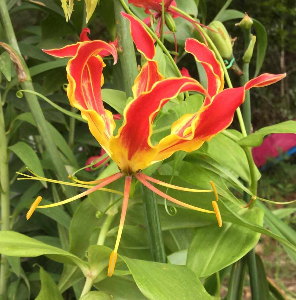 Photo of Gloriosa Lily (Gloriosa superba 'Rothschildiana') uploaded by scflowers