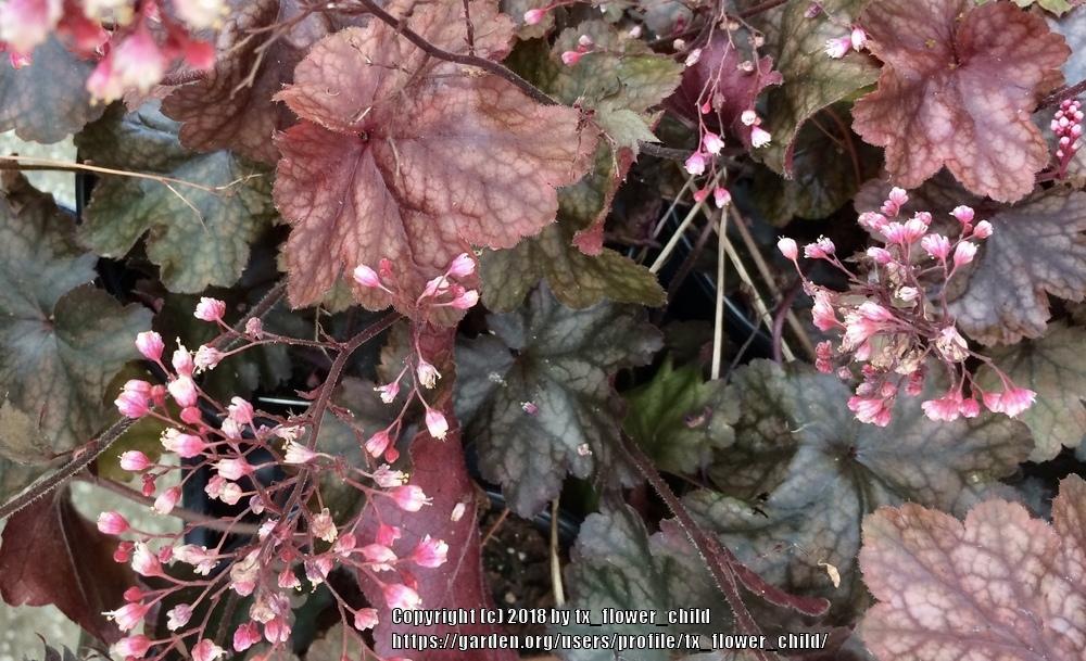 Photo of Coral Bells (Heuchera 'Fire Chief') uploaded by tx_flower_child