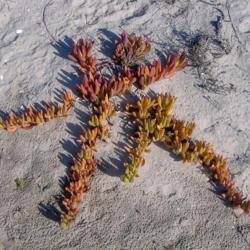 Location: Baja California
Date: 2005-10-09
Seedling growing in sand, having invaded a beach