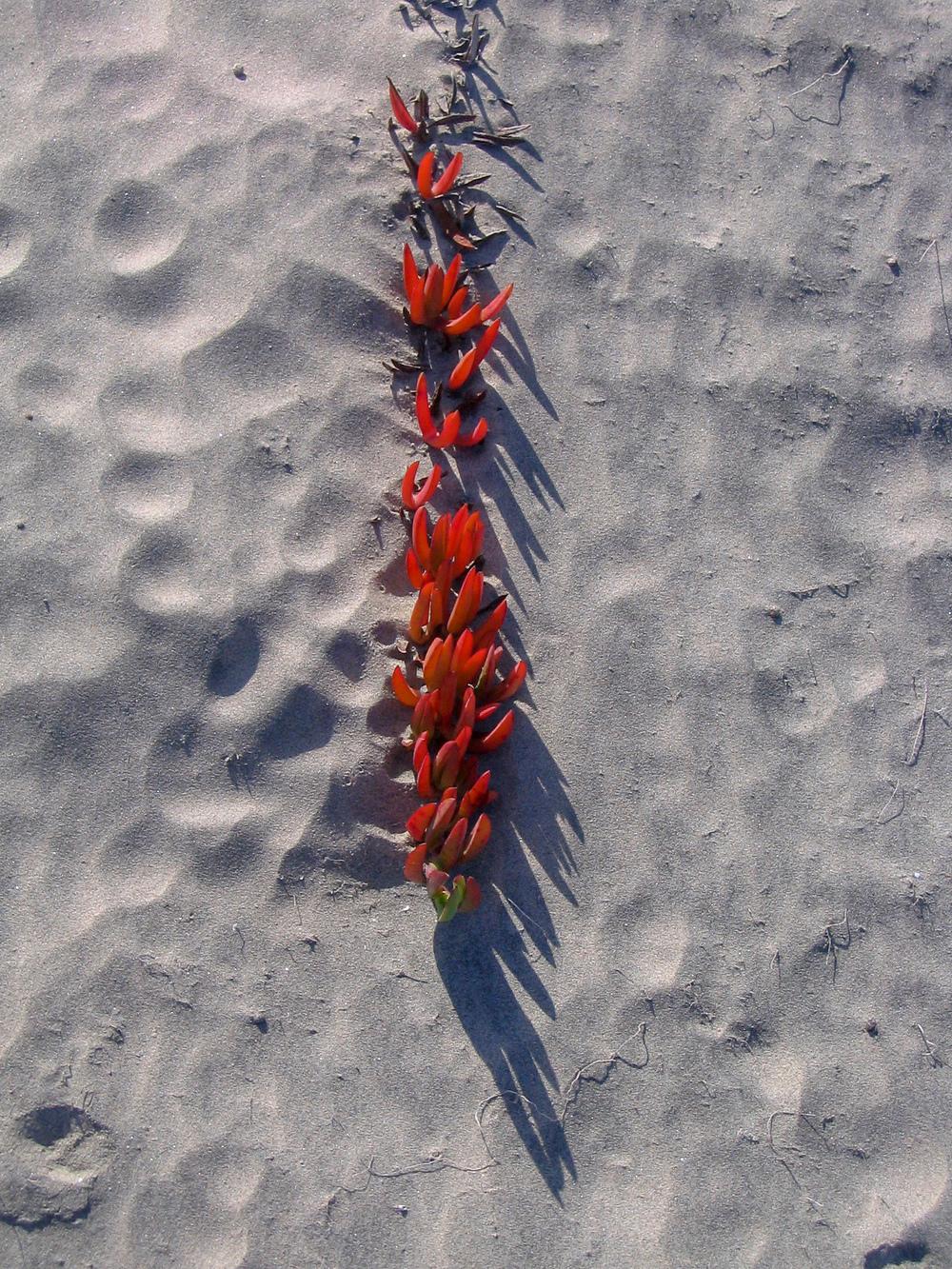 Photo of Highway Iceplant (Carpobrotus edulis) uploaded by Baja_Costero