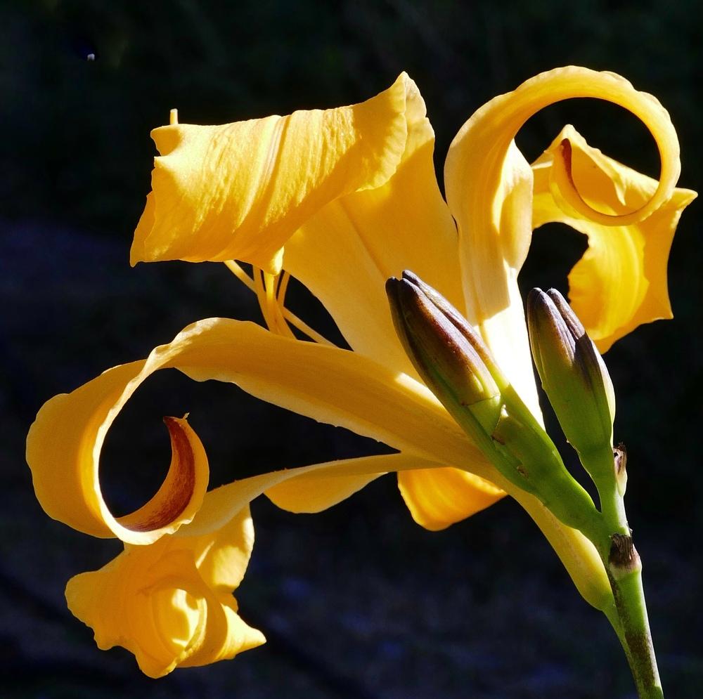 Photo of Daylily (Hemerocallis 'Wiggly Piggly') uploaded by Charlemagne