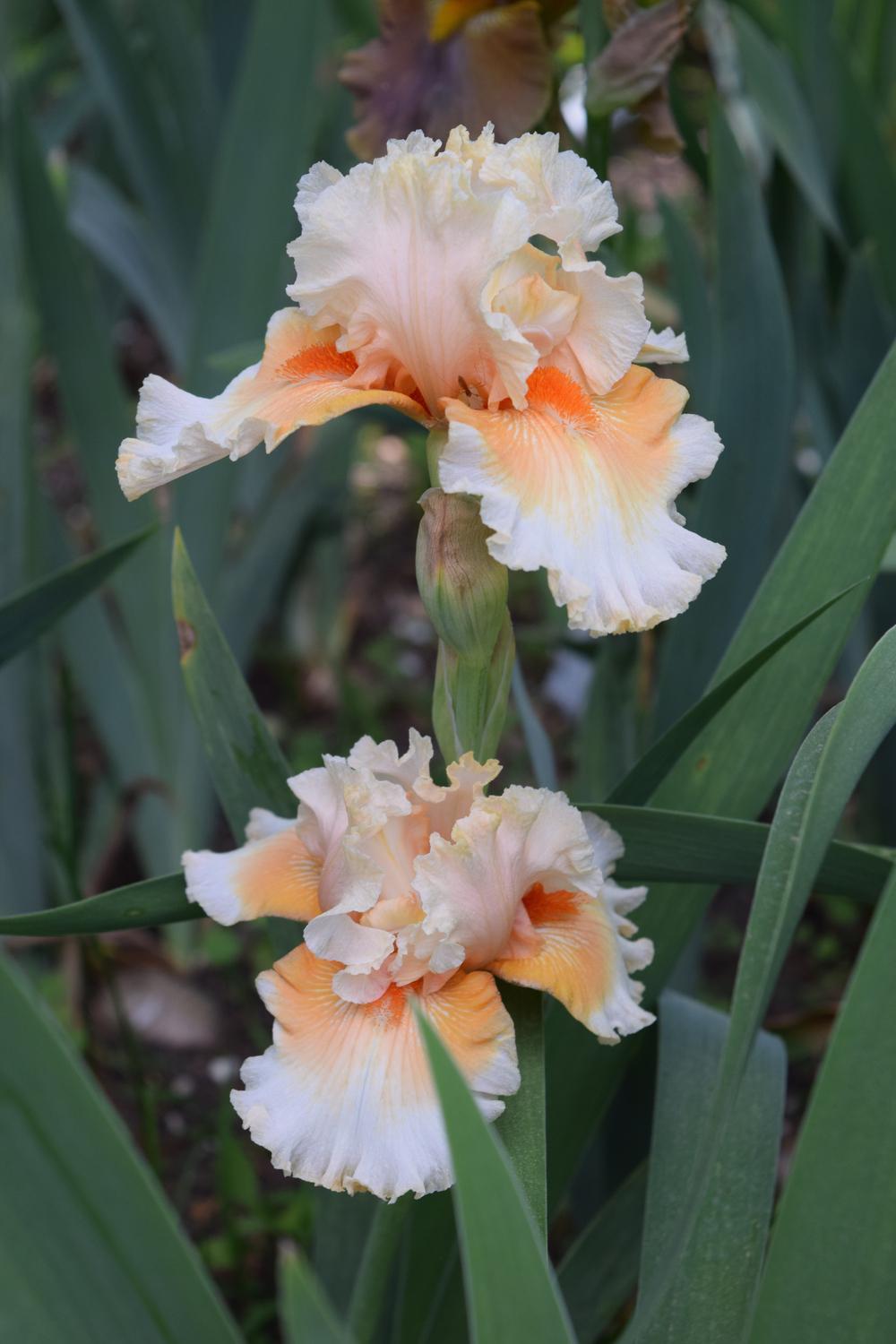 Photo of Tall Bearded Iris (Iris 'All My Dreams') uploaded by Dachsylady86