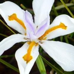 Location: Kula Botanical Garden, Maui
Date: 2015-05-17
Also called Fairy Iris, it is certainly exotic.