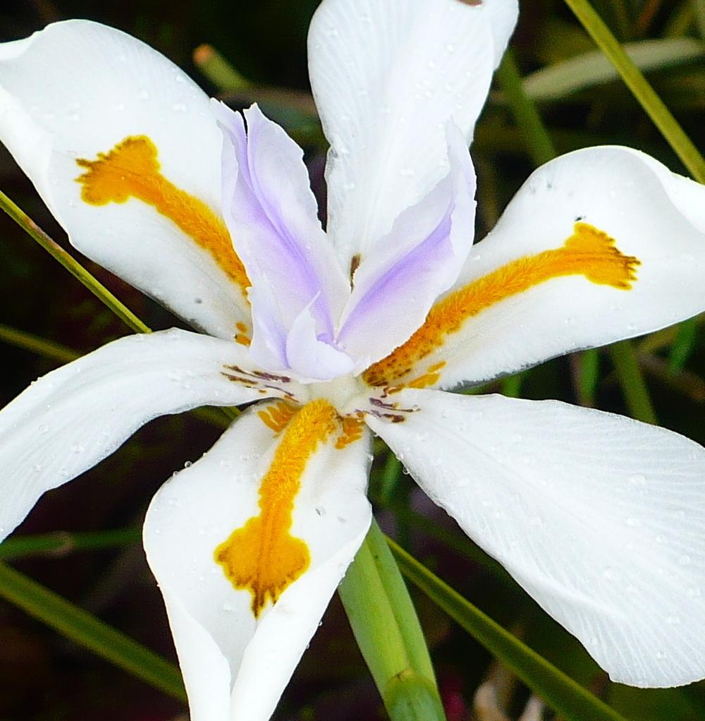 Photo of Butterfly Iris (Dietes grandiflora) uploaded by HemNorth