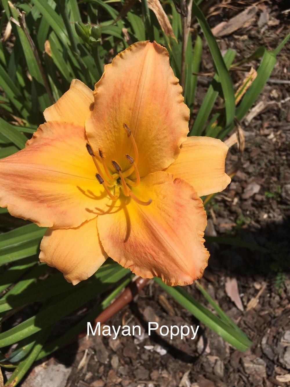 Photo of Daylily (Hemerocallis 'Mayan Poppy') uploaded by SouthTexasGardener