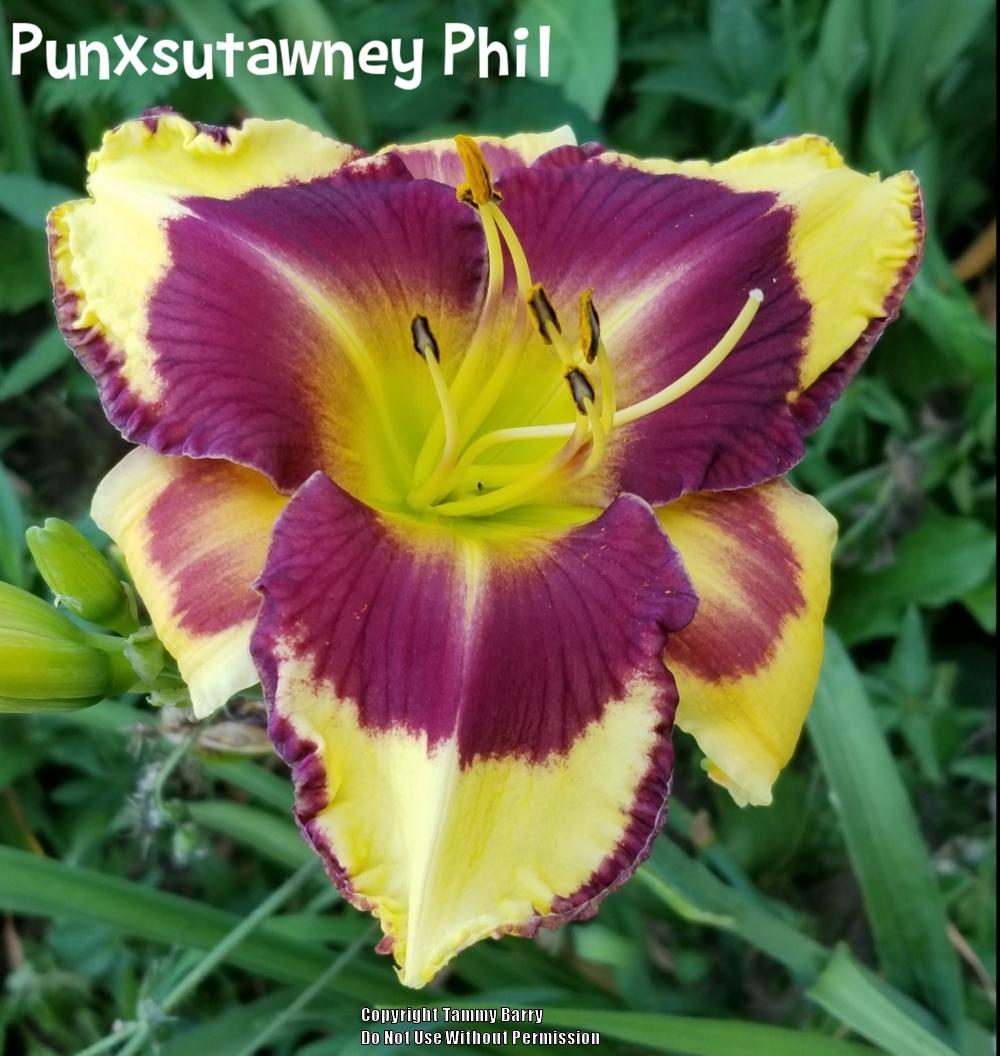 Photo of Daylily (Hemerocallis 'Punxsutawney Phil') uploaded by TammyB