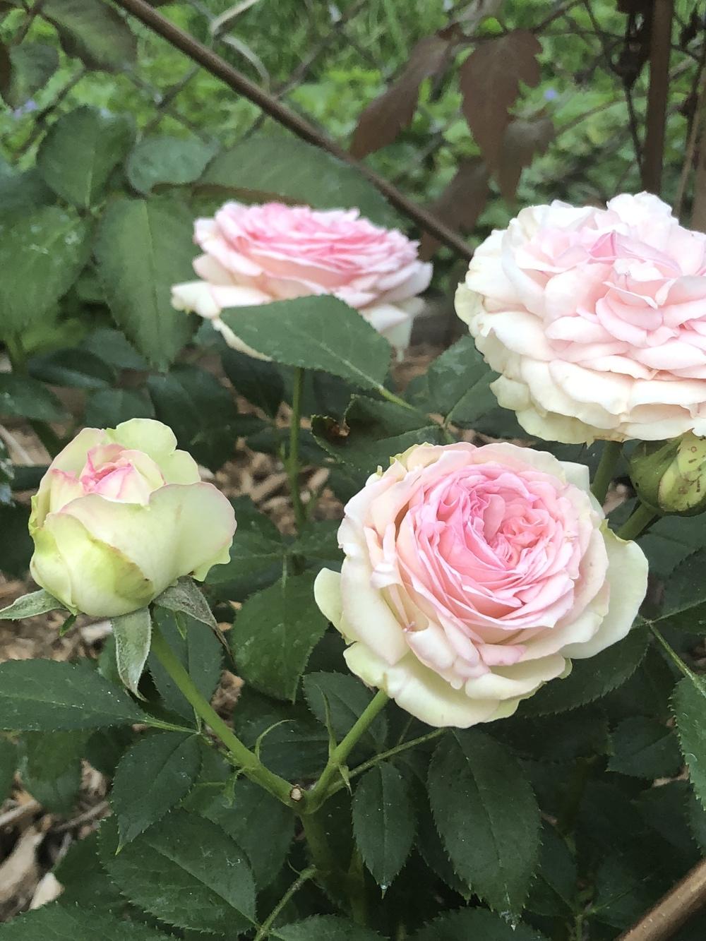 Photo of Rose (Rosa 'Pierre de Ronsard') uploaded by Wineguy89